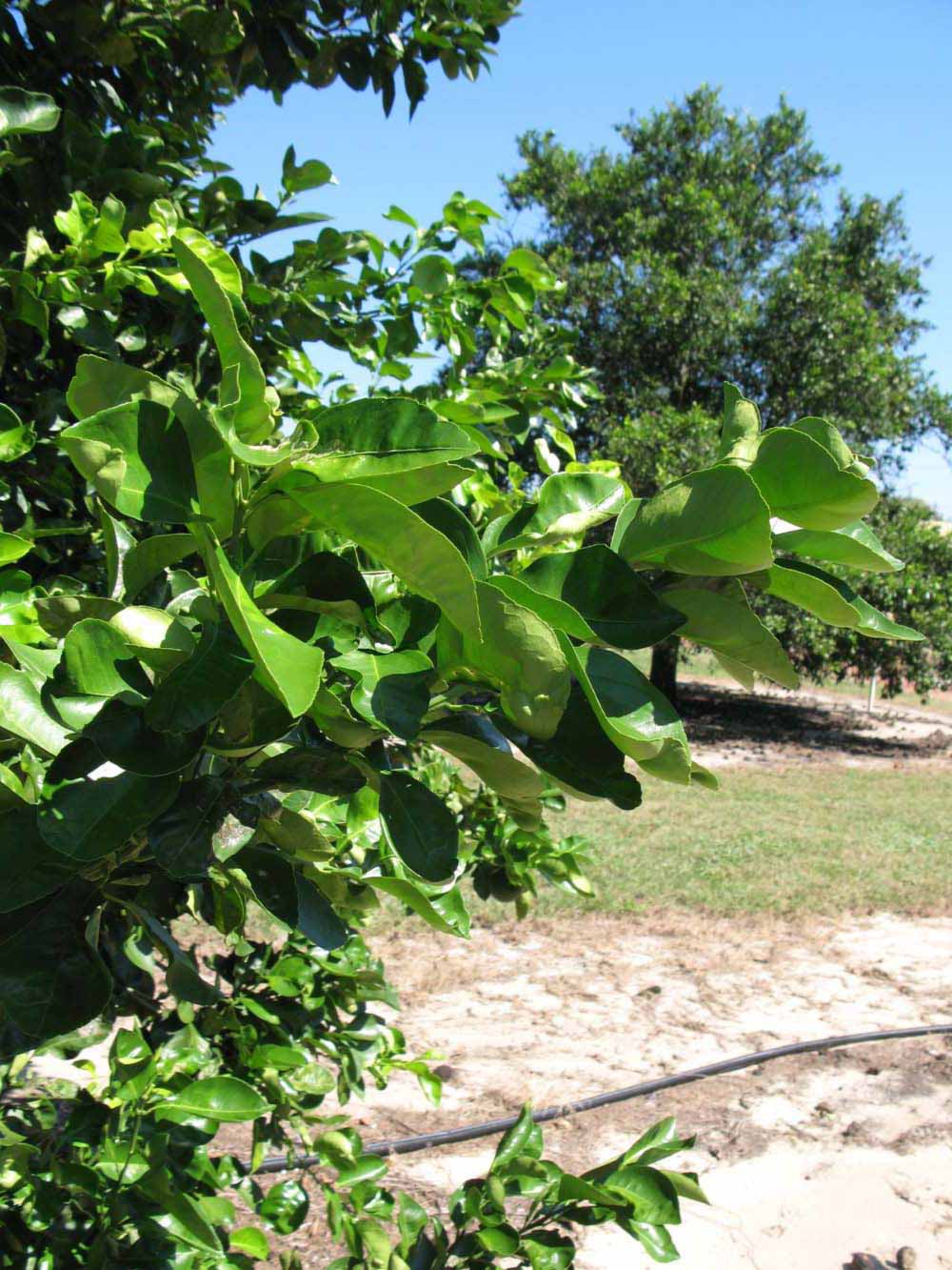              Sun leaves (Winter Haven, FL)       